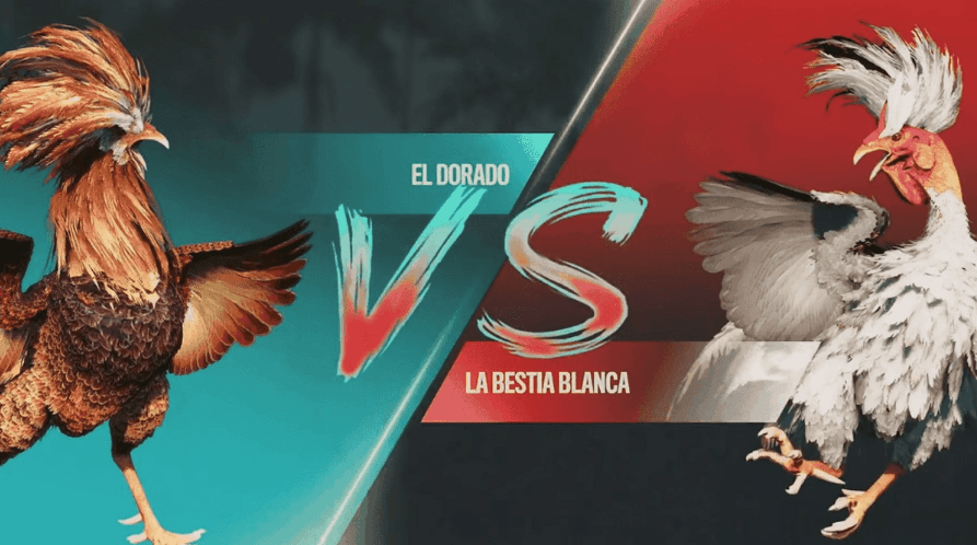 78955 Plataforma de Slots